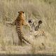 Illustration for article titled The best National Geographic readers photos of 2014